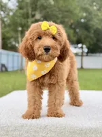 Hazel , a female Goldendoodle and Miniature Goldendoodle for sale in Frostproof, FL – 4 of 7