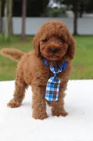 Flash - Micro / Toy , a male Miniature Goldendoodle for sale in Frostproof, FL – 9 of 9