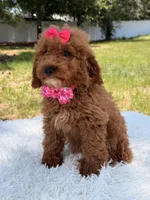 Rapunzel , a female Miniature Goldendoodle for sale in Frostproof, FL – 3 of 10