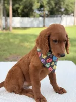 Dominic - F1b Standard , a male Goldendoodle for sale in Frostproof, FL – 6 of 7