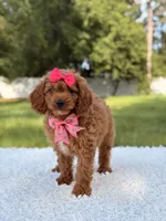 Ariel , a female Cavapoo for sale in Frostproof, FL – 4 of 10