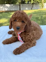 Oscar - Mini, a male Miniature Goldendoodle for sale in Frostproof, FL – 7 of 8