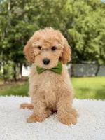 Marshall - Medium, a male Miniature Goldendoodle for sale in Frostproof, FL – 4 of 8