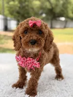 Princes - Toy, a female Miniature Goldendoodle for sale in Frostproof, FL – 3 of 8