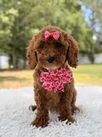 Princes - Toy, a female Miniature Goldendoodle for sale in Frostproof, FL – 1 of 8