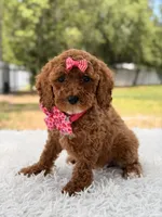 Princes - Toy, a female Miniature Goldendoodle for sale in Frostproof, FL – 6 of 8