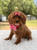 Princes - Toy, a female Miniature Goldendoodle for sale in Frostproof, FL – 7 of 8