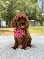 Princes - Toy, a female Miniature Goldendoodle for sale in Frostproof, FL – 2 of 8