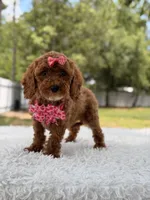 Princes - Toy, a female Miniature Goldendoodle for sale in Frostproof, FL – 4 of 8