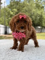 Princes - Toy, a female Miniature Goldendoodle for sale in Frostproof, FL – 5 of 8