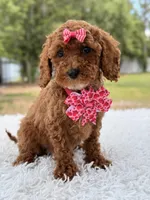 Princes - Toy, a female Miniature Goldendoodle for sale in Frostproof, FL – 8 of 8