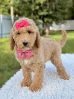 Blossom - Medium , a female Goldendoodle for sale in Frostproof, FL – 6 of 10