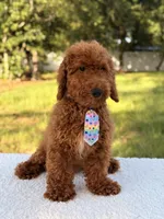 Peanut - F1bb Toy, a male Goldendoodle and Miniature Goldendoodle for sale in Frostproof, FL – 4 of 10