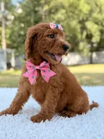 Dream - F1b Standard , a female Goldendoodle for sale in Frostproof, FL – 7 of 9