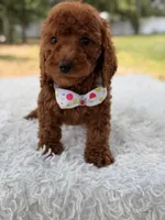 Paris - Toy, a female Miniature Goldendoodle for sale in Frostproof, FL – 3 of 9
