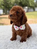 Paris - Toy, a female Miniature Goldendoodle for sale in Frostproof, FL – 2 of 9