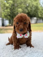 Paris - Toy, a female Miniature Goldendoodle for sale in Frostproof, FL – 5 of 9