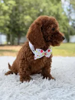 Paris - Toy, a female Miniature Goldendoodle for sale in Frostproof, FL – 6 of 9
