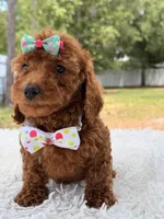 Paris - Toy, a female Miniature Goldendoodle for sale in Frostproof, FL – 9 of 9