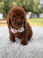 Paris - Toy, a female Miniature Goldendoodle for sale in Frostproof, FL – 4 of 9