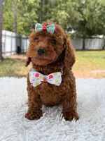 Paris - Toy, a female Miniature Goldendoodle for sale in Frostproof, FL – 8 of 9