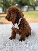 Paris - Toy, a female Miniature Goldendoodle for sale in Frostproof, FL – 7 of 9