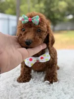 Paris - Toy, a female Miniature Goldendoodle for sale in Frostproof, FL – 1 of 9