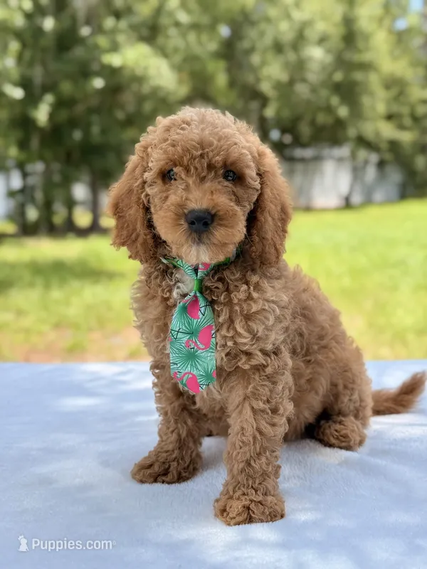 Thomas - F1b Mini Goldendoodle Male  – Miniature Goldendoodle puppy for sale in Frostproof, FL