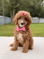 Cielo , a female Cavapoo for sale in Frostproof, FL – 3 of 9