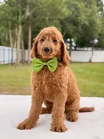 Harry - Medium Goldendoodle male , a male Goldendoodle and Miniature Goldendoodle for sale in Frostproof, FL – 6 of 8