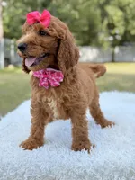 Delilah - F1b Standard Goldendoodle , a female Goldendoodle for sale in Frostproof, FL – 7 of 8