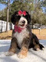 Mary - Mini Bernedoodle , a female Miniature Bernedoodle for sale in Frostproof, FL – Photo 8 of 9