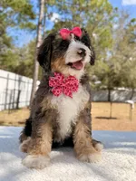 Mary - Mini Bernedoodle , a female Miniature Bernedoodle for sale in Frostproof, FL – Photo 1 of 9