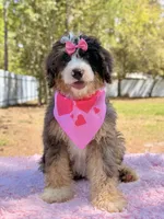 Mary - Mini Bernedoodle , a female Miniature Bernedoodle for sale in Frostproof, FL – Photo 10 of 10