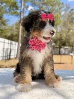Mary - Mini Bernedoodle , a female Miniature Bernedoodle for sale in Frostproof, FL – Photo 4 of 9