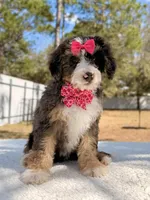 Mary - Mini Bernedoodle , a female Miniature Bernedoodle for sale in Frostproof, FL – Photo 7 of 9