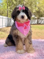 Mary - Mini Bernedoodle , a female Miniature Bernedoodle for sale in Frostproof, FL – Photo 3 of 10