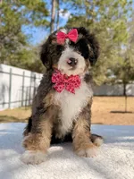 Mary - Mini Bernedoodle , a female Miniature Bernedoodle for sale in Frostproof, FL – Photo 6 of 9