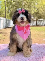 Mary - Mini Bernedoodle , a female Miniature Bernedoodle for sale in Frostproof, FL – Photo 6 of 10