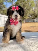 Mary - Mini Bernedoodle , a female Miniature Bernedoodle for sale in Frostproof, FL – Photo 9 of 9
