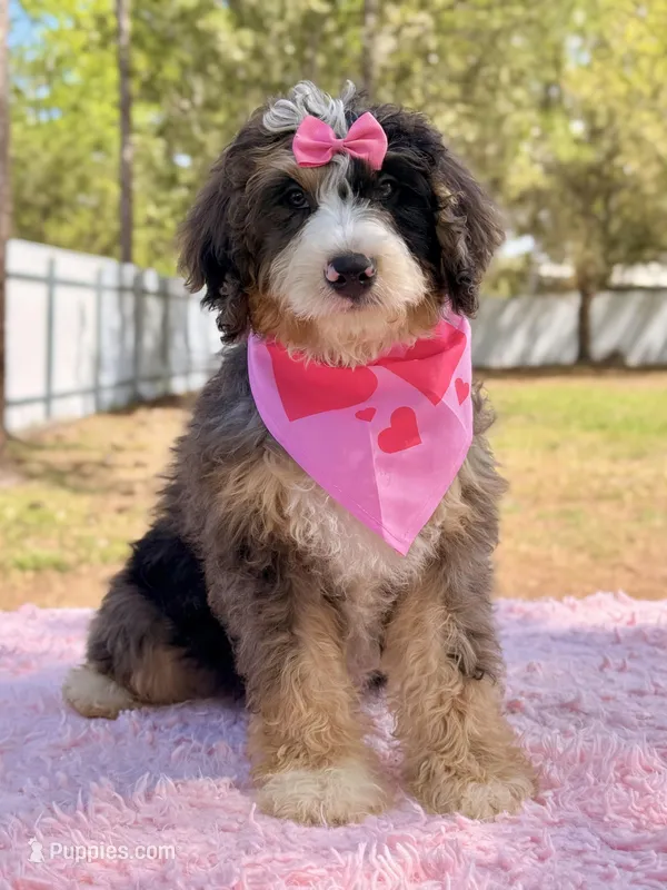 Mary - Mini Bernedoodle  – Miniature Bernedoodle puppy for sale in Frostproof, FL