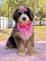 Mary - Mini Bernedoodle , a female Miniature Bernedoodle for sale in Frostproof, FL – Photo 1 of 10
