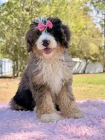 Mary - Mini Bernedoodle , a female Miniature Bernedoodle for sale in Frostproof, FL – Photo 9 of 10