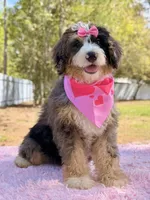 Mary - Mini Bernedoodle , a female Miniature Bernedoodle for sale in Frostproof, FL – Photo 4 of 10