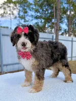 Mary - Mini Bernedoodle , a female Miniature Bernedoodle for sale in Frostproof, FL – Photo 3 of 9