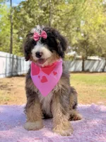 Mary - Mini Bernedoodle , a female Miniature Bernedoodle for sale in Frostproof, FL – Photo 8 of 10