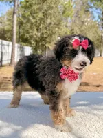 Mary - Mini Bernedoodle , a female Miniature Bernedoodle for sale in Frostproof, FL – Photo 2 of 9