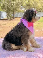 Mary - Mini Bernedoodle , a female Miniature Bernedoodle for sale in Frostproof, FL – Photo 7 of 10