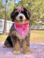 Mary - Mini Bernedoodle , a female Miniature Bernedoodle for sale in Frostproof, FL – Photo 5 of 10