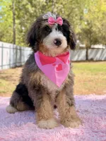 Mary - Mini Bernedoodle , a female Miniature Bernedoodle for sale in Frostproof, FL – Photo 2 of 10